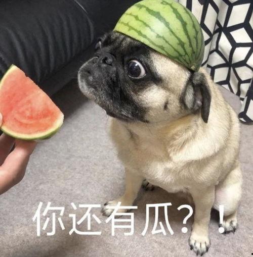 表示吃瓜表情包