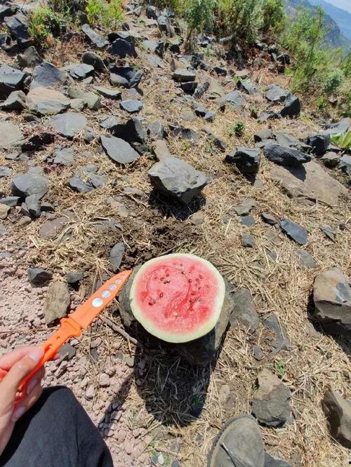 吃瓜吃到自己山上