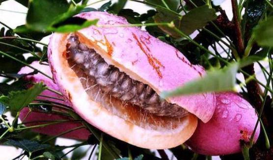 八月瓜和什么菜一起吃