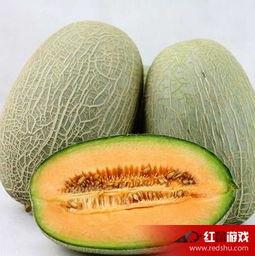 吃鸡肉前可以吃哈密瓜吗